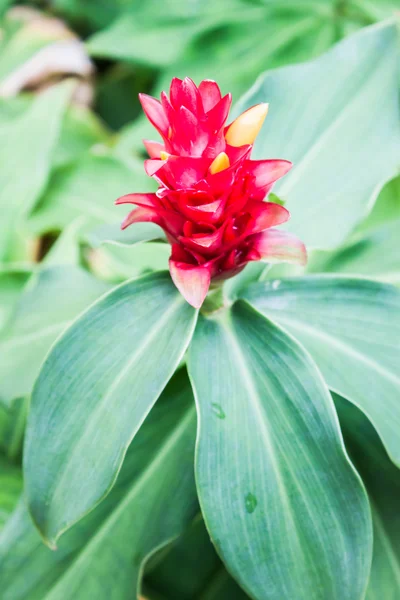 Beautiful galangal red flower on green leaf — Stock Photo, Image