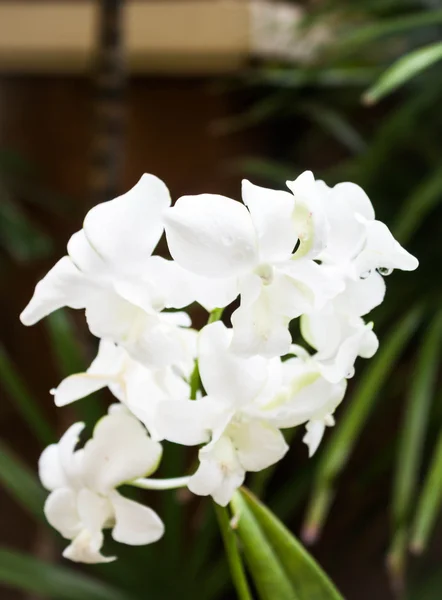 Yeşil zemin üzerine beyaz çiçek orkide yukarıya kapatmak — Stok fotoğraf
