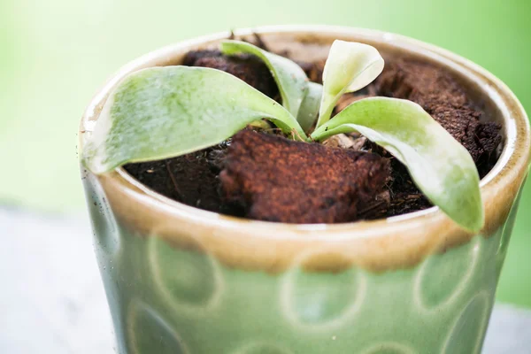 Close up sprout in ceramic plant pot — Stock Photo, Image