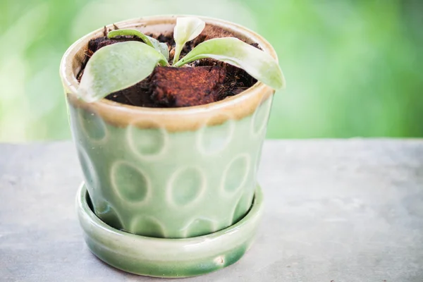 Green young plant in ceramic plant pot — Stock Photo, Image