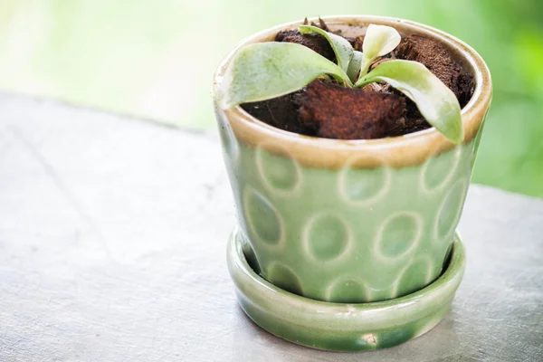 Seramik bitki tencerede yeni yeşil bitki — Stok fotoğraf