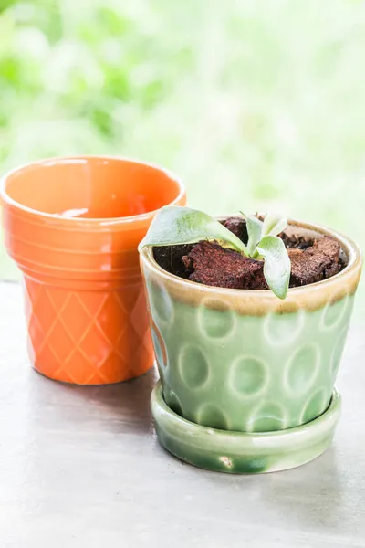 New life plant in green ceramic plant pot — Stock Photo, Image