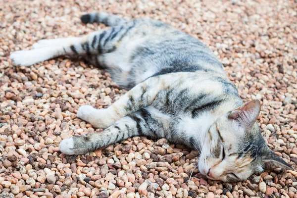 Gato dormindo em seixos castanhos — Fotografia de Stock