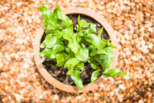 Beautiful leaves of green plant in zen garden — Stock Photo, Image