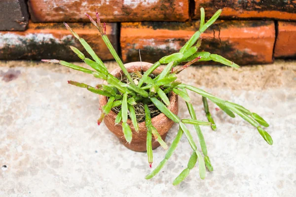 Young green plant in home garden — Stock Photo, Image