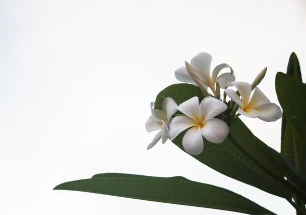 Vita och gula frangipani blommor — Stockfoto