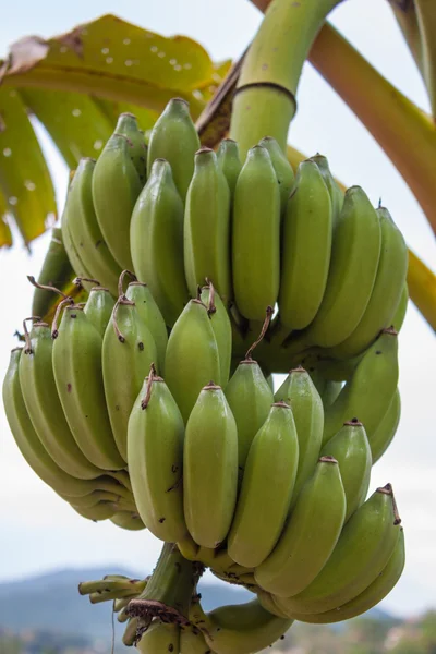 Banana Ramo en el árbol —  Fotos de Stock