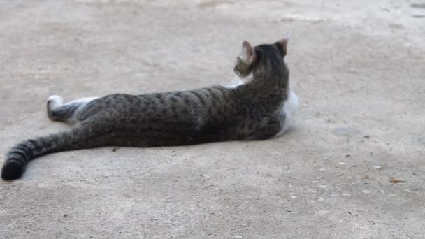 Gato acostado — Vídeos de Stock