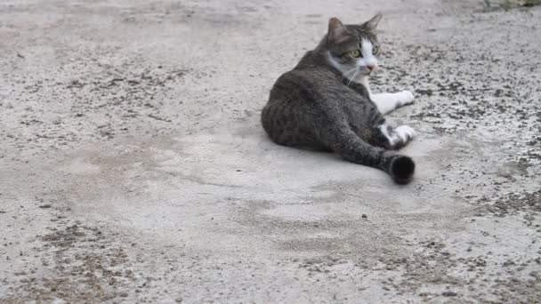 Sziámi macska pihentető — Stock videók