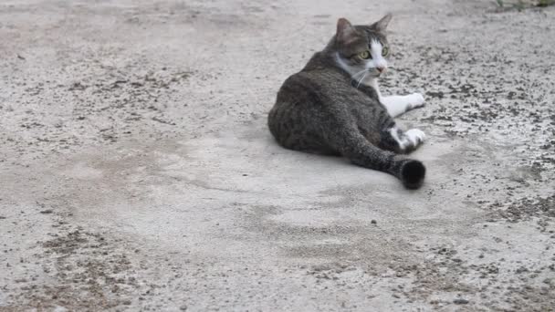 Chat siamois relaxant 