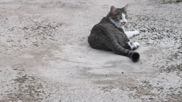 샴 고양이 휴식 — 비디오