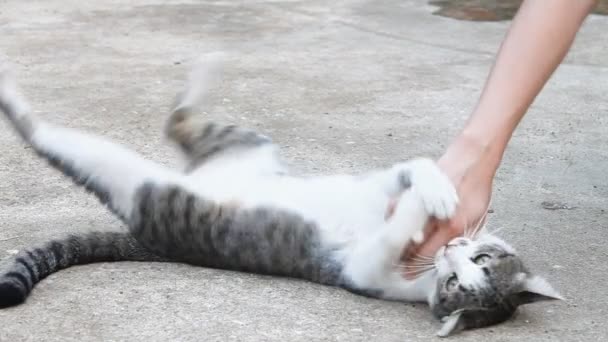 Gato jugando con humanos — Vídeos de Stock