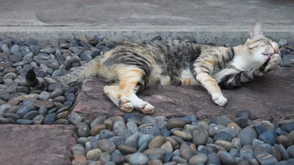 Cat relaxing and cleaning itself — Stock Video