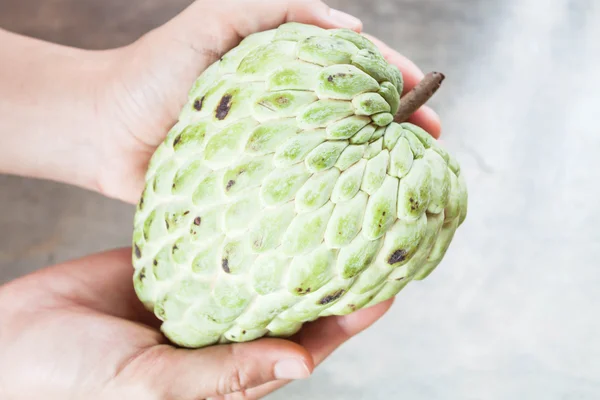 Hand soft caring fresh custard apple from orchard — Stock Photo, Image