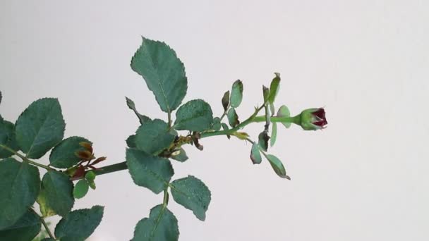 Spruzzare acqua alla pianta di rose a casa — Video Stock