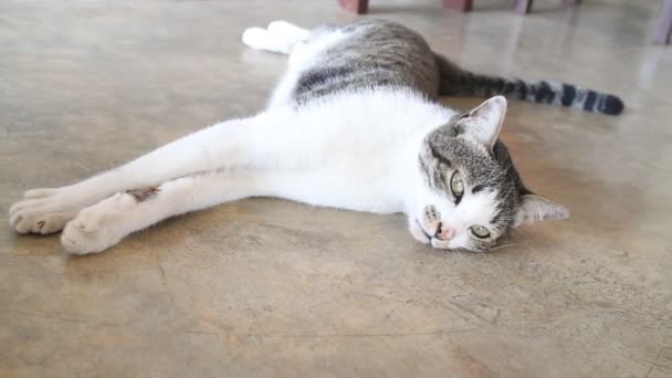 Кіт лежить на підлозі — стокове відео