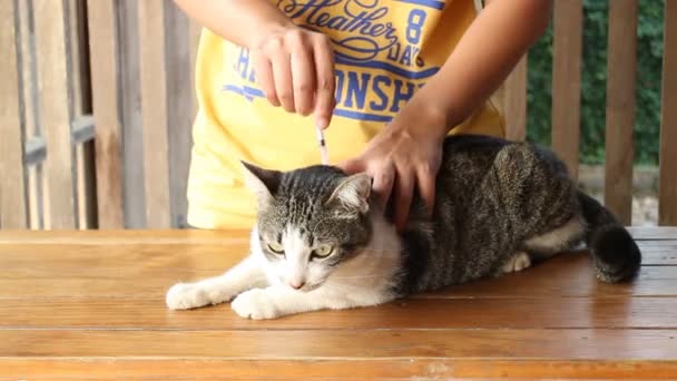 Katze bekam Medikamente zum Schutz vor Zecken — Stockvideo