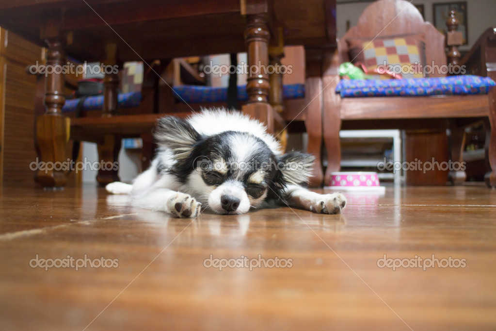 Fotos de Chihuahua durmiendo en casa de madera - Imagen de