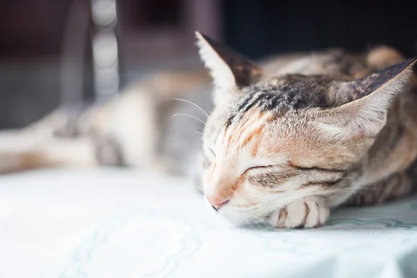 Gatto femmina adulto che dorme in casa — Foto Stock