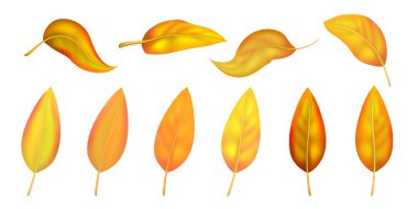 Parlak renkli sonbahar yaprağını beyaz arkaplanda izole et. Grafik tasarım sonbahar sembolü. Kırmızı turuncu, sarı, kuru sonbahar yaprakları. Sonbahar yaprakları mevsimsel arka plan. Vektör illüstrasyonu