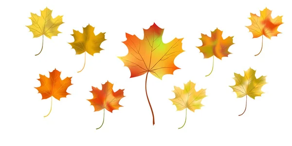 Ensemble Lumineux Coloré Feuille Érable Automne Isolé Sur Fond Blanc — Image vectorielle