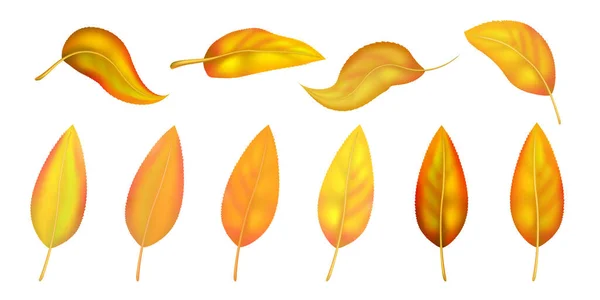 Set Heldere Kleurrijke Herfstblad Geïsoleerd Witte Achtergrond Grafisch Ontwerp Herfst — Stockvector