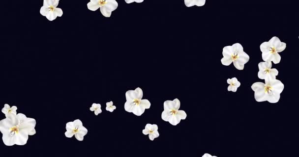 화식조는 Phalaenopsis Orcholy 립니다 가시없는 모양이다 결혼을 이국적 발렌틴의 엄마의 — 비디오