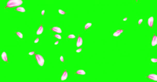분홍빛 꽃잎을 날리는 애니메이션 스프링 사쿠라가 초록색으로 떨어지는 결혼식을 아름다운 — 비디오