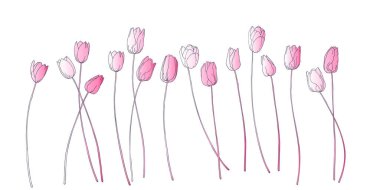 Bahar Bahçesi laleleri çiçek açar. Lale zarif deseni beyazda izole edilmiş. Tasarımlarınız, giysileriniz, yatak izleriniz, telefon kılıflarınız, ambalaj kağıdınız, hediye paketiniz, duvar kağıdınız...