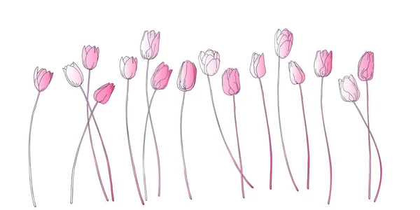 Primavera Jardim Tulipas Flor Tulipa Padrão Elegante Isolado Branco Ilustração —  Vetores de Stock