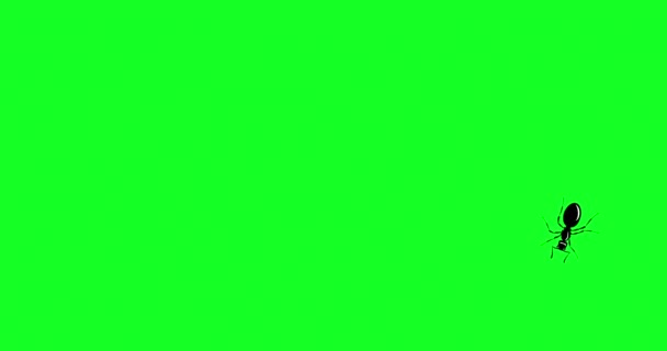 黒アリ 1匹のアリがすぐに緑の画面を這います 大群の侵入だ 平らなスタイルでアリの動きの軌跡 方向の変化 シームレスな背景をループします 4Kビデオモーショングラフィックアニメーション — ストック動画