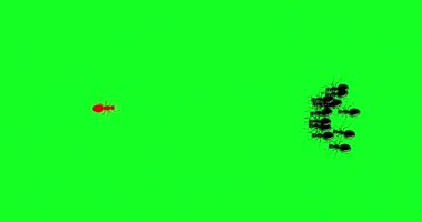 Koloni işçileri yürüyor, bir karınca yön değiştiriyor. Kendin ol, farklı düşün. Çizgiyi aşmak, yenilik, eşsiz liderlik, farklı bir yol, yeni bir fikir. Döngüsüz 4K hareketi