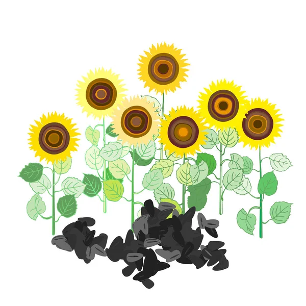 Belles Plantes Tournesol Avec Des Feuilles Des Graines Modèle Tournesol — Image vectorielle