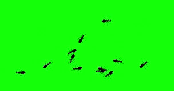 黑蚂蚁 成群结队的蚂蚁迅速爬过绿色的屏风 入侵成群的蚂蚁 蚂蚁的运动轨迹呈扁平型 方向变化 环状无缝背景 4K运动图形动画 — 图库视频影像