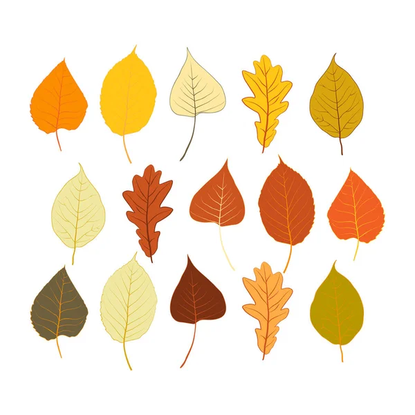 设置明亮多彩的秋叶隔离在白色的背景上 图形设计秋天的象征 红色橙色 秋天干枯的叶子 秋叶季节背景 矢量说明 — 图库矢量图片
