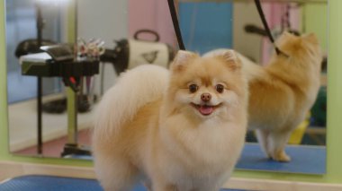 Küçük mutlu Spitz köpeği kuaförde banyo yaptıktan sonra gülümsüyor.