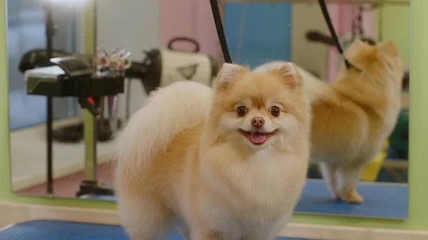 Küçük mutlu Spitz köpeği kuaförde banyo yaptıktan sonra gülümsüyor.