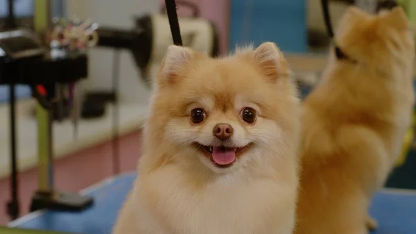 Küçük mutlu Spitz köpeği kuaförde banyo yaptıktan sonra gülümsüyor. Yakın plan.