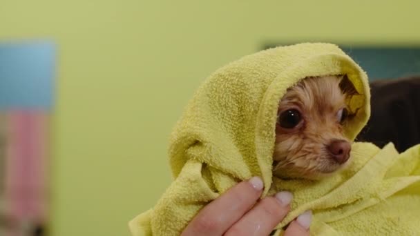Un petit chien Spitz mignon est enveloppé dans une serviette verte après s'être baigné dans le salon — Video