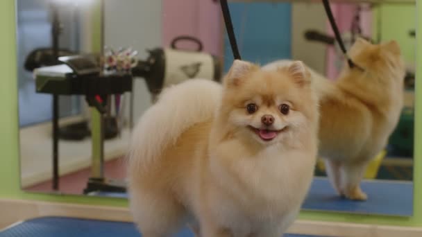Счастливая маленькая собачка Шпиц улыбается после купания в салоне груминга - средний план — стоковое видео