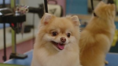 Küçük mutlu Spitz köpeği kuaförde banyo yaptıktan sonra gülümsüyor. Yakın plan.