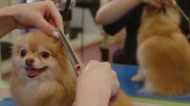 Kız Spitz 'in kulaklarını kesiyor ve onları belli bir şekle sokuyor. Yakın çekim.