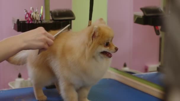 Un piccolo Spitz carino è pettinato in un salone di toelettatura. toelettatura del cane — Video Stock