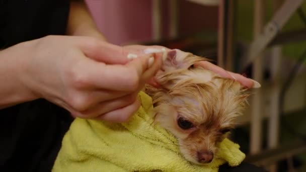 Het meisje reinigt de oren met een oorstokje op een kleine schattige hond. Verzorgingssalon — Stockvideo