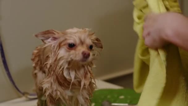 Спитц стряхивает воду в ванной после мытья. Собака в полотенце — стоковое видео
