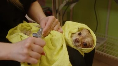 Banyo yaptıktan sonra küçük bir köpeğin tırnaklarını kesiyorum. Köpekler için tımar salonu