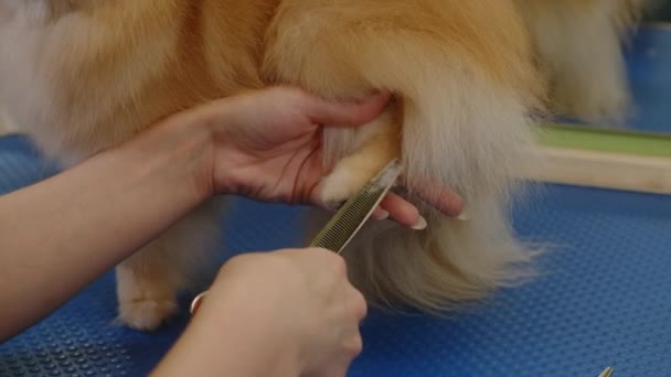 Девушка стрижет волосы на задней лапе маленькой собачки. Уход за домашними животными в уходе — стоковое видео