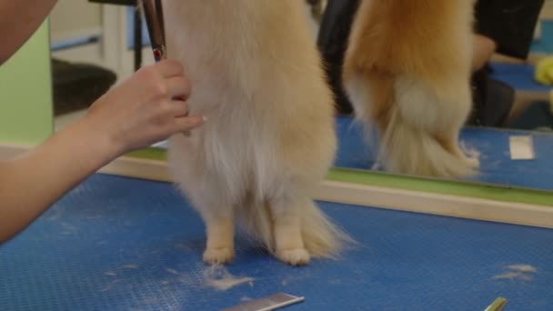 Дівчина порізає волосся на спині маленького собаки. Догляд за домашніми тваринами в догляді — стокове відео
