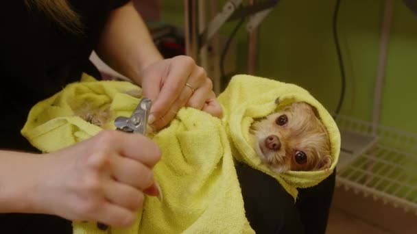 Tagliare le unghie di un piccolo cane dopo il bagno. Salone di toelettatura per cani — Video Stock