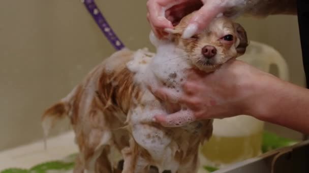 Dziewczyna myje małego Spitza szamponem w łazience - zbliżenie — Wideo stockowe